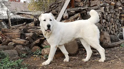 Собака алабай: фото, характер, описание породы
