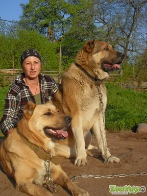 Центральная собака Ovcharka азиата, Alabai Стоковое Фото - изображение  насчитывающей отечественно, развилки: 39513234