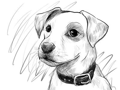 Рисунки собак карандашом для срисовки - 46 фото
