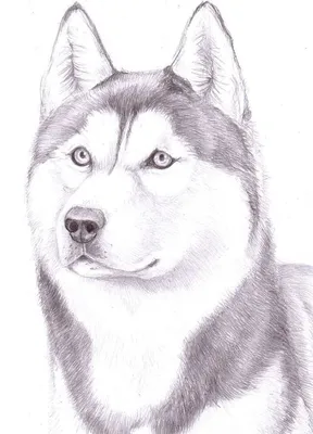 Картинки для срисовки фломастером собаки (19 фото) 🔥 Прикольные картинки и  юмор