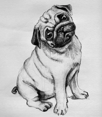 Картинка корги собака аниме ❤ для срисовки