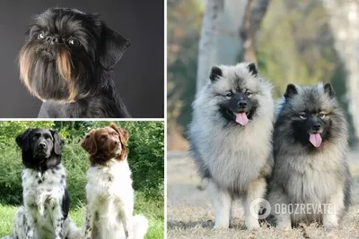 Брахицефалические породы собак – особенности видов, распространенные  проблемы и варианты их решения