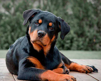 Какие собаки самые редкие – названия пород и фото