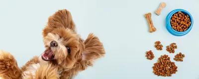 Кинологи рассказали, как помочь собаке при родах | Ветеринария и жизнь