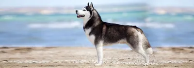 Сибирский хаски - Порода собак - Информация и особенностях | Хиллс