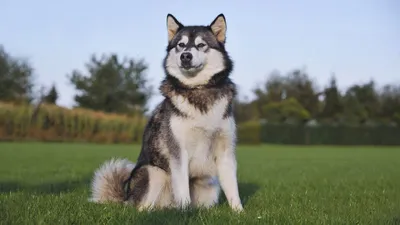5 пород собак, которых часто путают с хаски. Первая часть | Питомцы Mail.ru  | Дзен