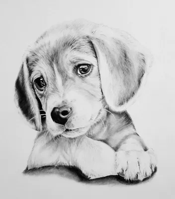 Веселая собачка рисунок - 52 фото