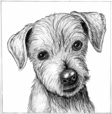 Рисунки карандашом легкие собаки - 53 фото