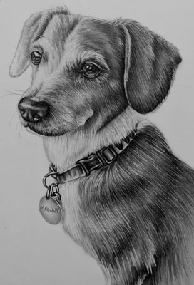 Нарисованные картинки собак. Более 100 рисунков собак. | French bulldog  art, Bulldog, Bulldog art