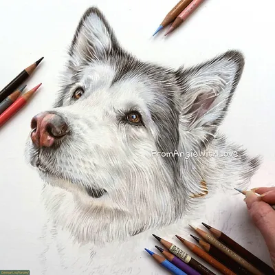 Рисунки для срисовки легкие собаки - 69 фото