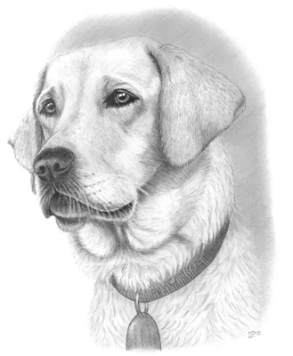 собака рисунок карандашом