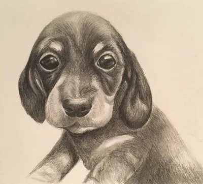 Собака нарисованная карандашом - 78 фото