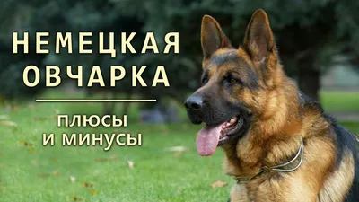 Клички для собак-мальчиков немецких овчарок - Питомцы Mail.ru