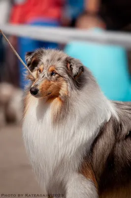 Шелти – порода собак