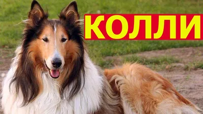 От этой породы собак сходили с ума звезды СССР. Ни за что не догадаетесь |  РБК Life