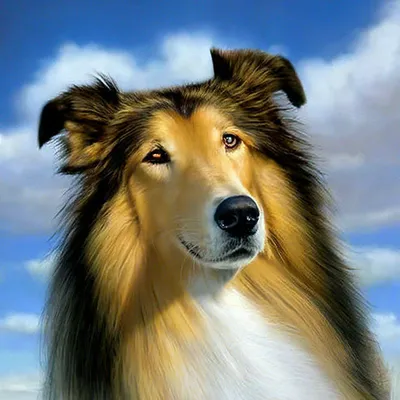 Бордер-колли: описание собаки, характер и фото породы