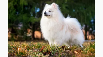 5 пород собак, которых часто путают с хаски | Первая часть - Питомцы Mail.ru