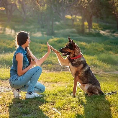Картинки собака друг человека