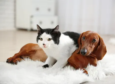 Понимают ли кошки и собаки друг друга? | Догги Академия | Дзен