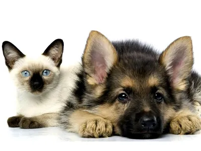 портрет собаки и кошки стоковое фото. изображение насчитывающей смотреть -  147270308