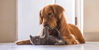 Подружить собаку и кошку реально - советы эксперта | Вслух.ru