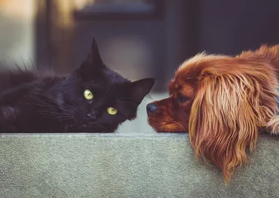 Дружба между кошкой и собакой: правда или миф? | Лапки-Хвостик | Дзен