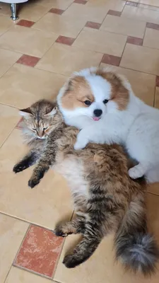 2 Собаки и кошки стоковое фото. изображение насчитывающей радостно -  173974214