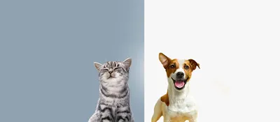 Собака м кошка | Собаки, Кошки, Пудель