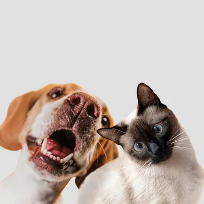 четыре разные собаки и кошка сидят рядом друг с другом, картинка кот и  собака фон картинки и Фото для бесплатной загрузки