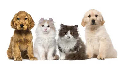 Девять жизней: составлен рейтинг самых частых болезней кошек и собак |  Статьи | Известия