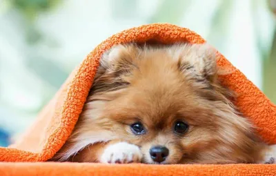 Померанский шпиц красивая порода собак Фон Обои Изображение для бесплатной  загрузки - Pngtree