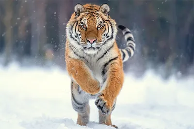 Картинки тигра