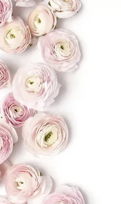 Турецкая гвоздик розового цвета на белом фоне, красивый букет цветов.  Поздравительный букет на праздник фотография Stock | Adobe Stock