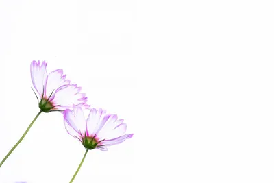 Розовый Букет Цветов С Вазой Изолированной На Белом Фоне — стоковые  фотографии и другие картинки Белый фон - iStock