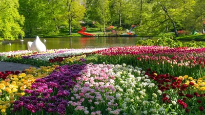 Картинки весна, парк, природа, тюльпаны, цветы, красиво - обои 1920x1080,  картинка №30888