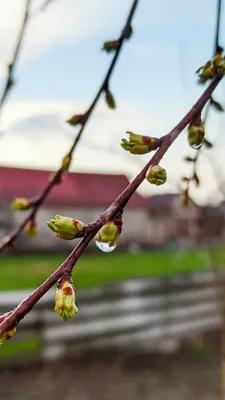 Весна капель (много фото) - treepics.ru