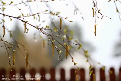 Весна без фильтров. 30.03. #весна#март#Беларусь#капель#погода#надежда |  Instagram