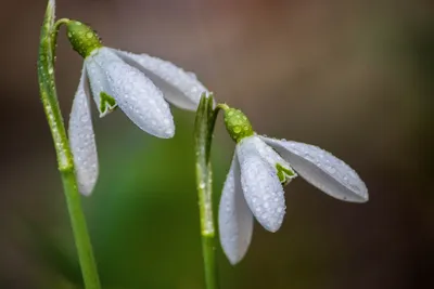 Подснежники Весна Дождь - Бесплатное фото на Pixabay - Pixabay