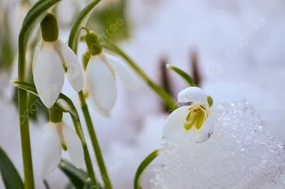 Бесплатное изображение: Подснежник, цветок, Весна, растений, Лепесток, Сад