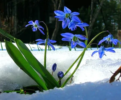 T. Dobrodeyeva photography. - Весна! 😊 . . . . . . . #подснежники #весна  #скоролето #фотоарт #артисты #фотографииталлинн #таллинн #эстония #nature  #visittallinn #estonia #photography #springvibes #spring | Facebook