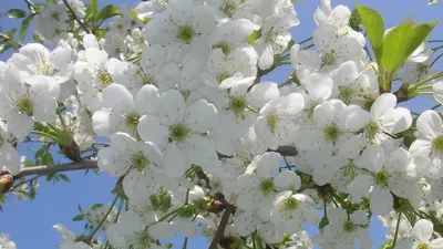 Обои весенняя природа, цветение, весенние цветы, фото бабочки, цветущее  дерево. Скачать фото весна 2560x1600
