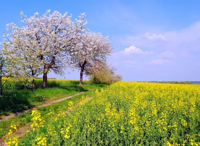 цветы#сирень#май#россия#весна#природа#утро#springtime#flovers#beauty#morning#russia#naturelovers  | Instagram