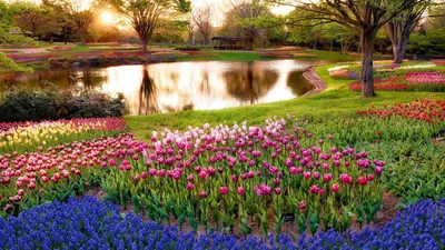 Тюльпаны. Фото тюльпанов. Цветы. Весна. Природа. Tulips. Photo of tulips.  Flowers. Spring. Nature. | Flowers, Plants, Garden