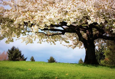 Весна деревья (38 фото) - 38 фото