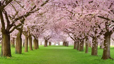 Цветущие деревья весной - Весна - Природа - Картинки на рабочий стол