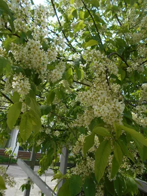 Цветущие деревья весной — Фото №1366141