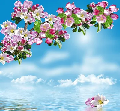 Фотография Небо Цветы Цветущие деревья цветок | Цветущие деревья, Цветы,  Природа