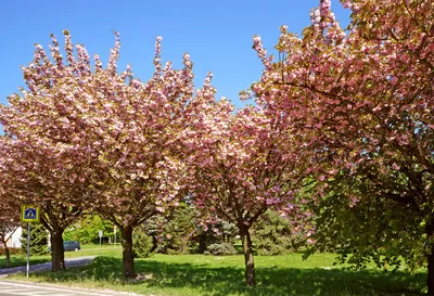 Цветущие деревья в Праге | Пикабу