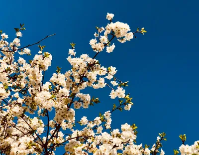 Белые цветущие деревья · Бесплатные стоковые фото