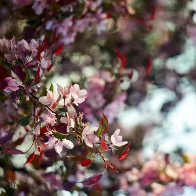 Цветущие деревья в Москве. Гид по цветению. - FOTOGRAFFF.RU